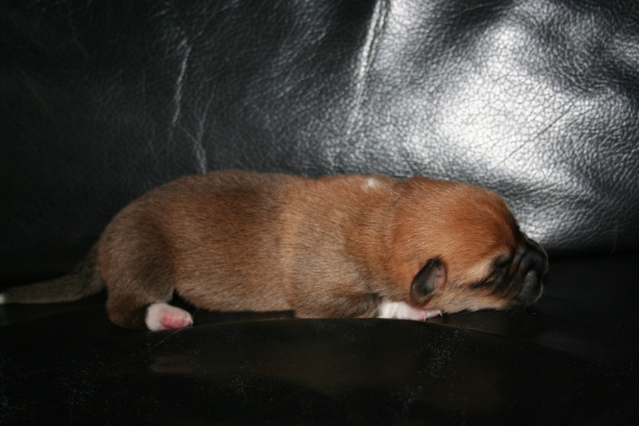 Puppies